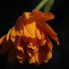 Calendula