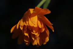 Calendula