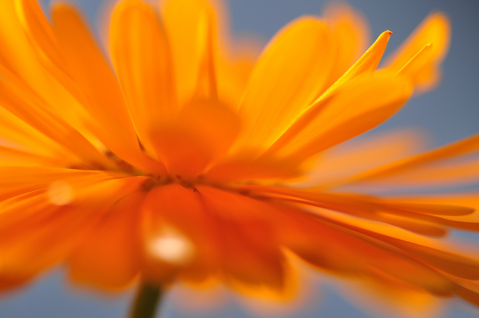 Calendula