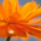 Calendula