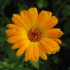 calendula