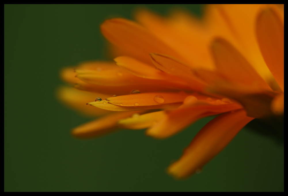 Calendula