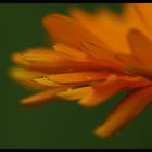 Calendula