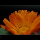 Calendula..