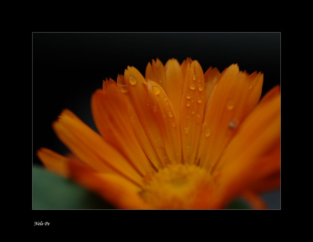 Calendula..