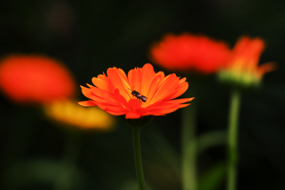 Calendula ?