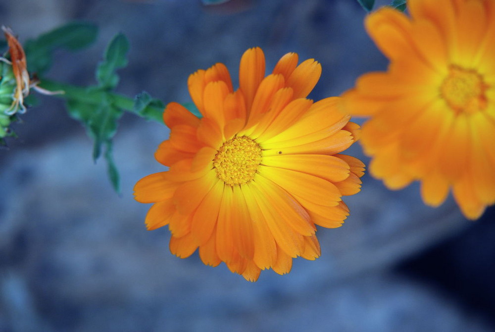 Calendula