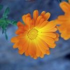 Calendula