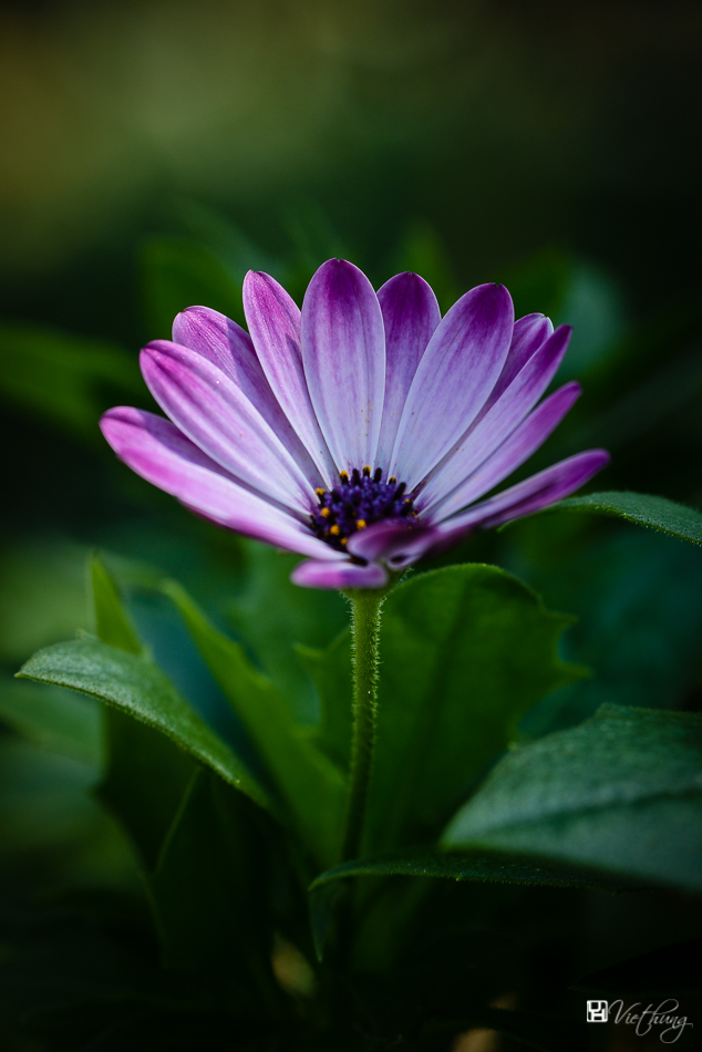 Calendula