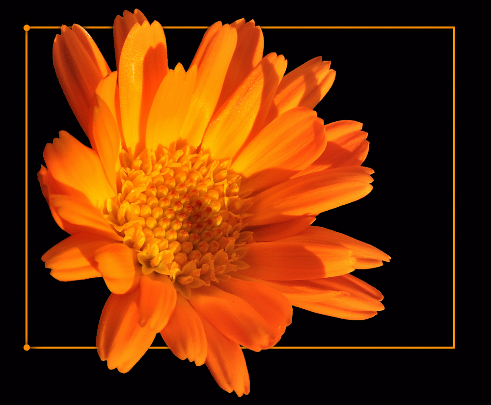 calendula