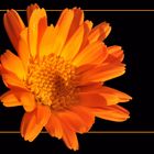 calendula