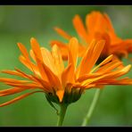 Calendula