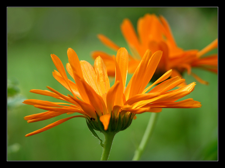 Calendula