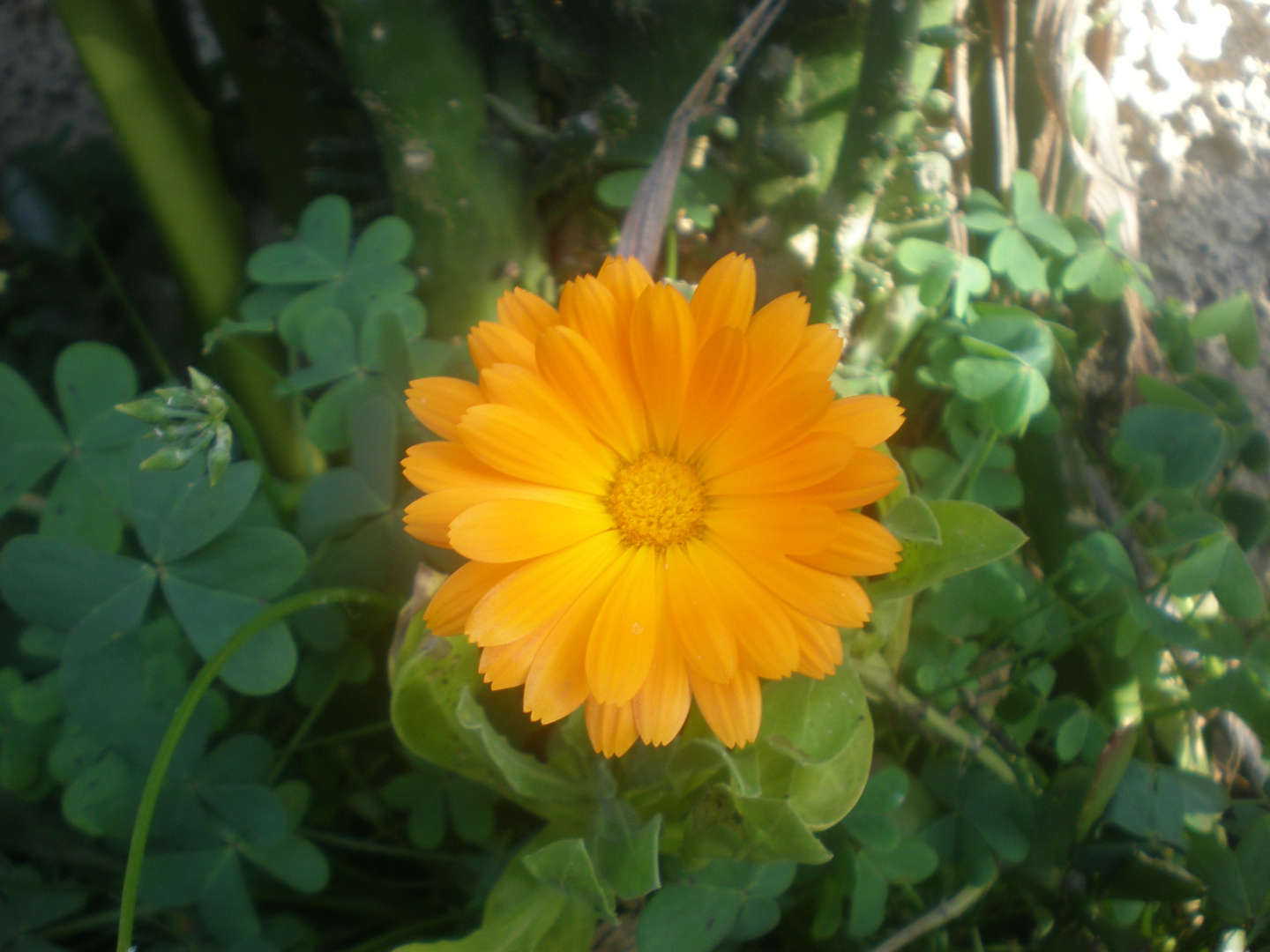 Calendula