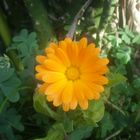 Calendula