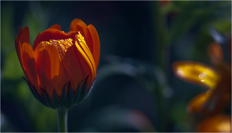 Calendula