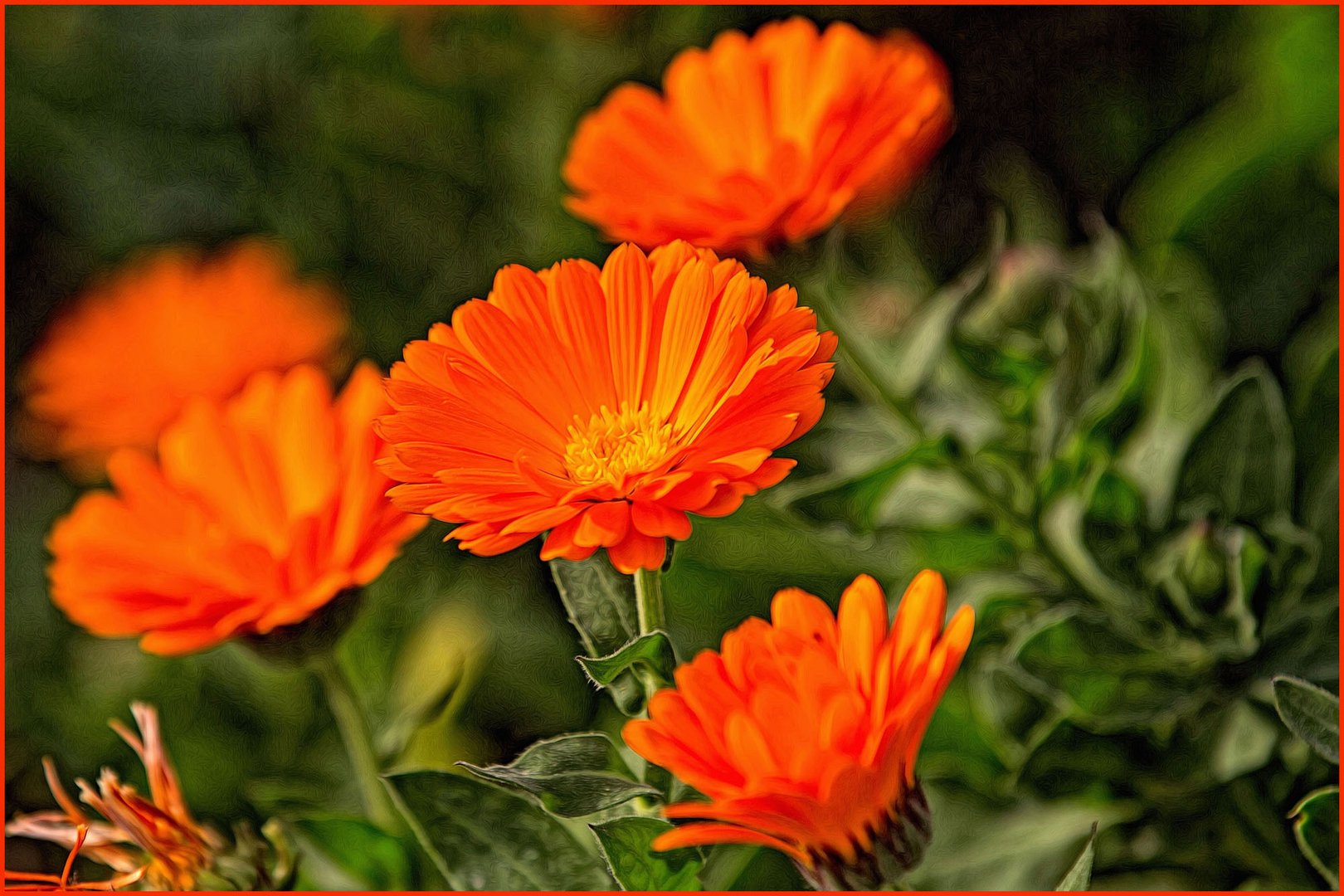 Calendula