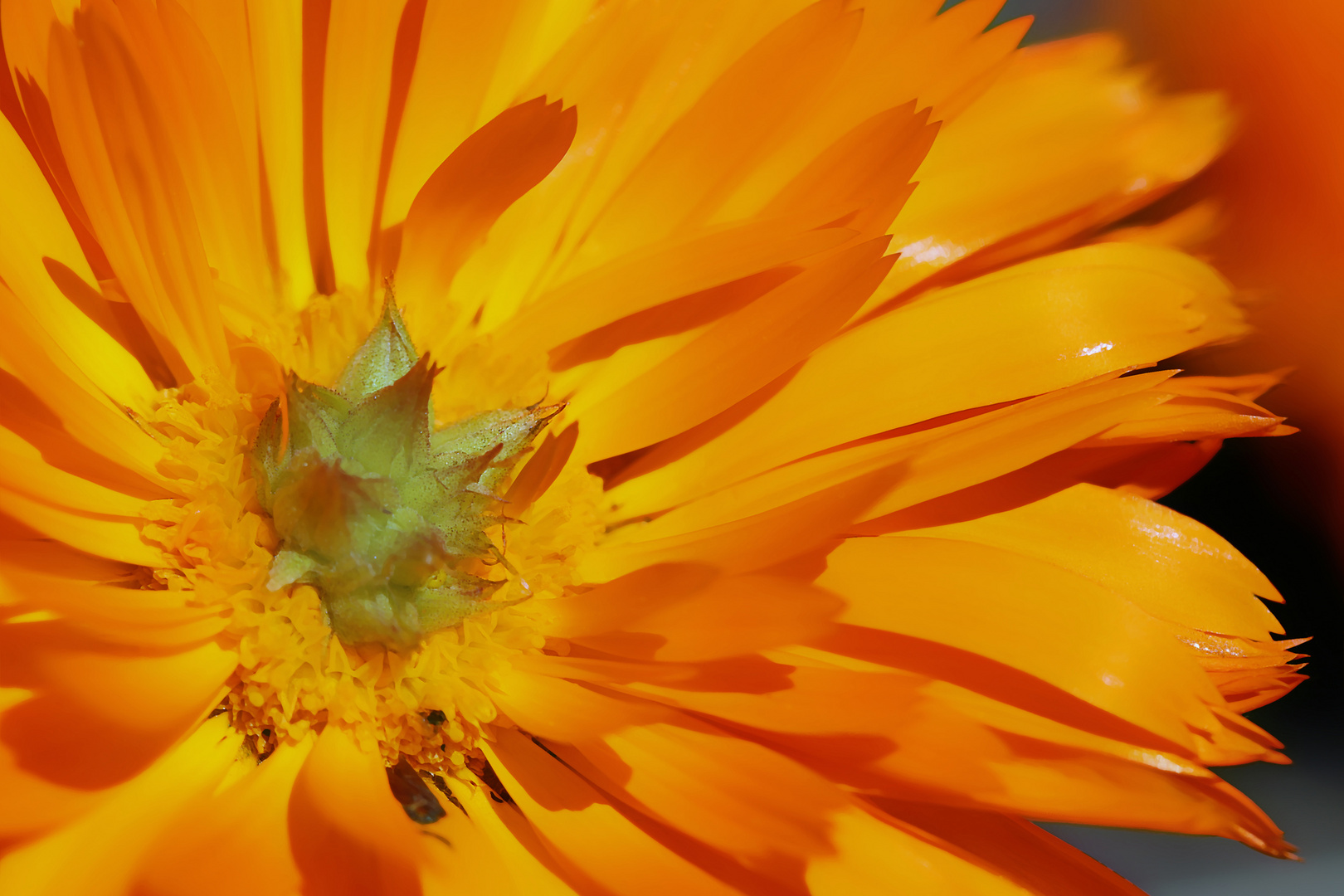 Calendula