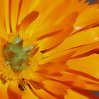 Calendula