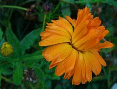 Calendula am Morgen