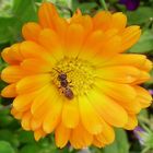 Calendula and the busy bee...