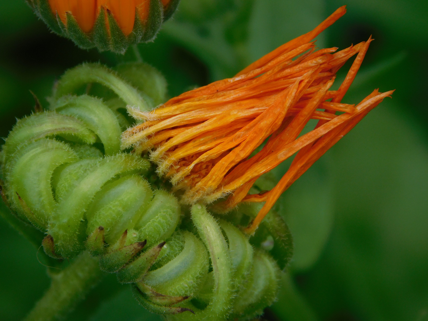 Calendula