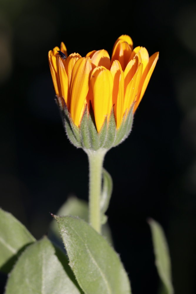 Calendula