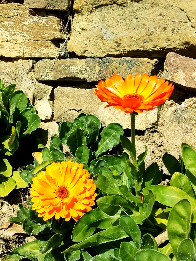 Calendula