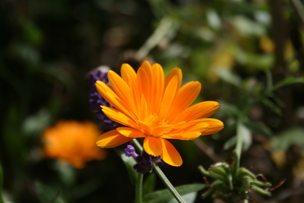 Calendula Blüte