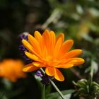 Calendula Blüte