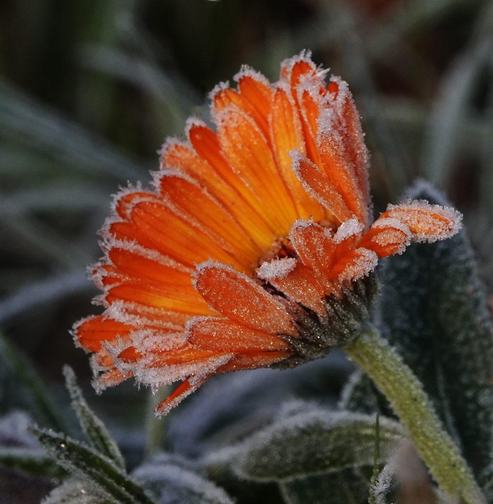 Calendula Blume mit Raureif 