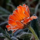 Calendula Blume mit Raureif 