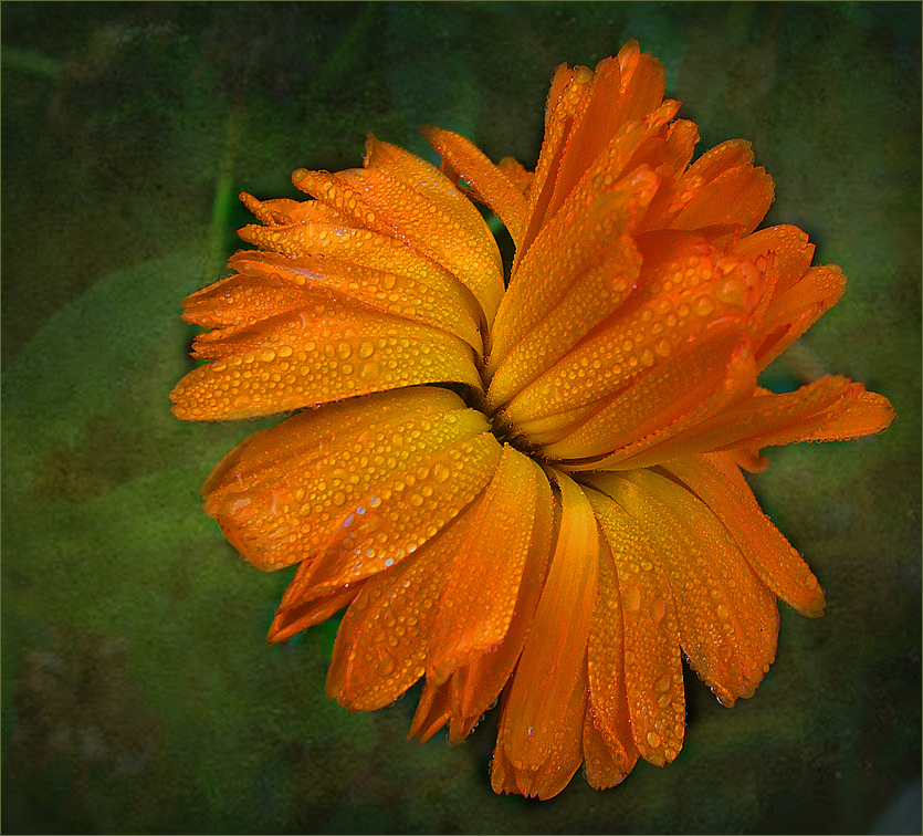 Calendula