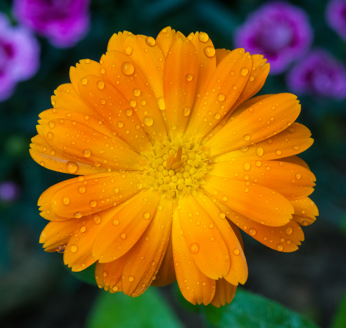 Calendula