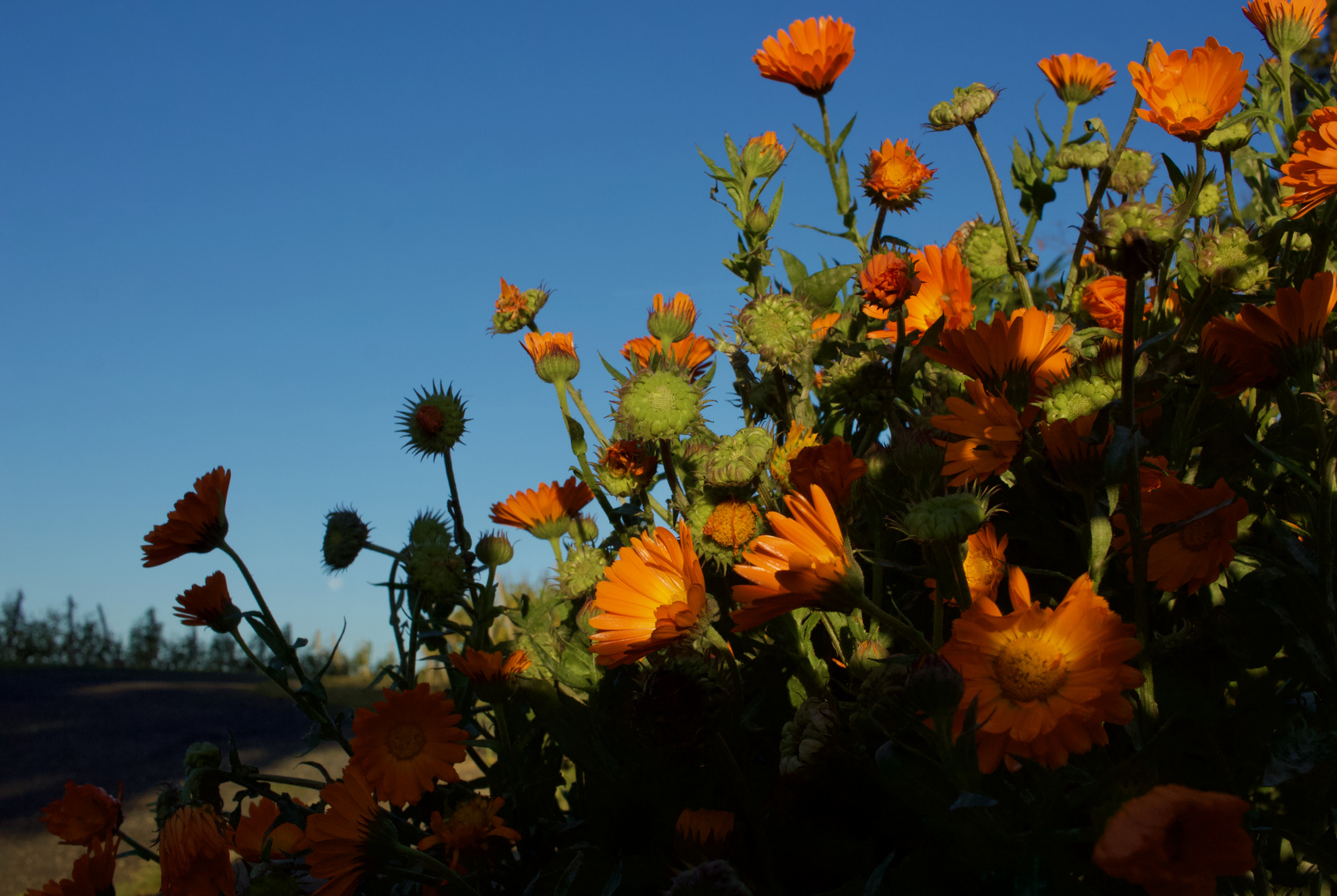 Calendula