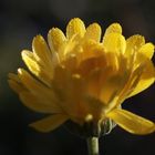 Calendula