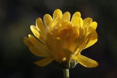 Calendula