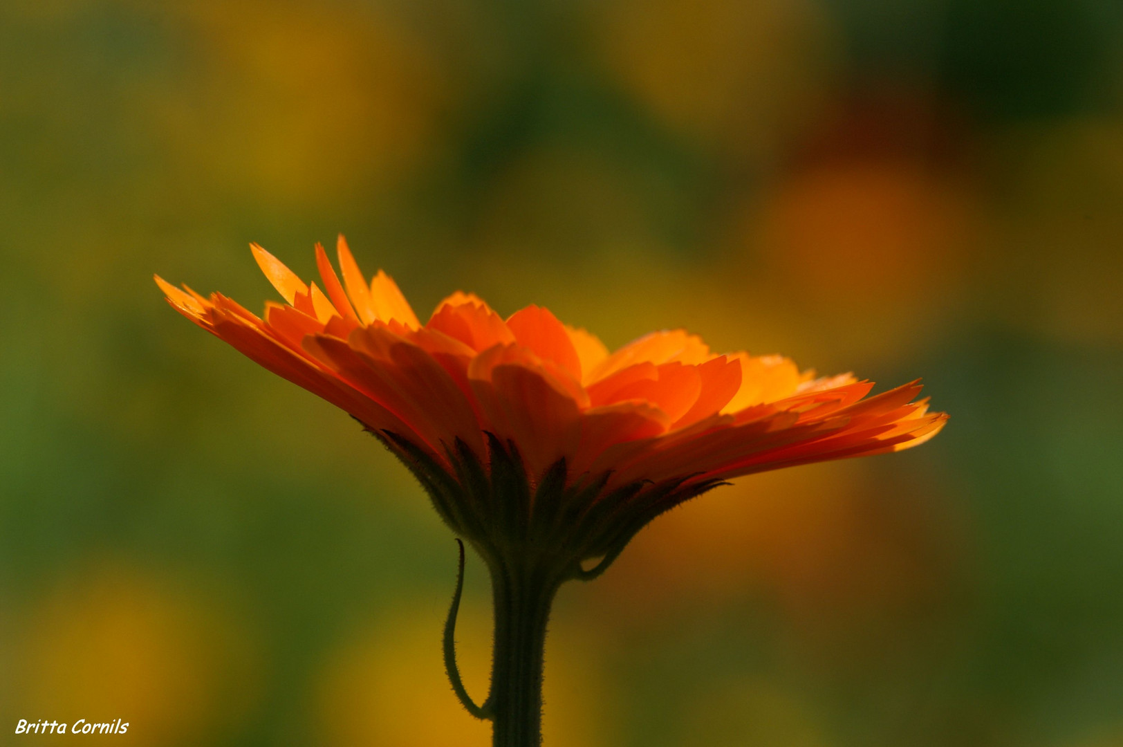 Calendula.............