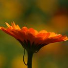 Calendula.............