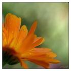 Calendula