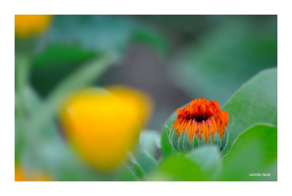 Calendula