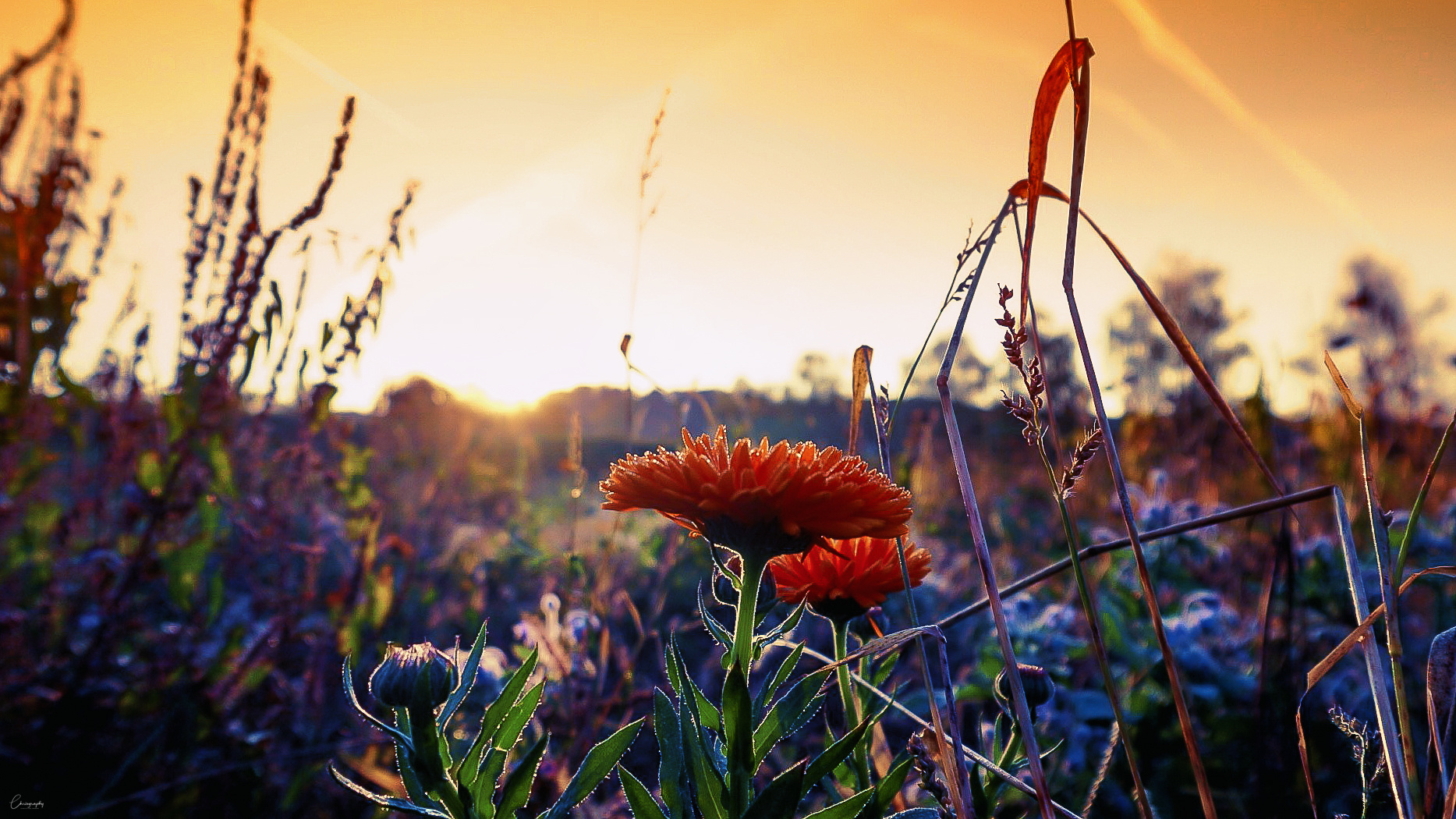 Calendula