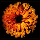 * Calendula *