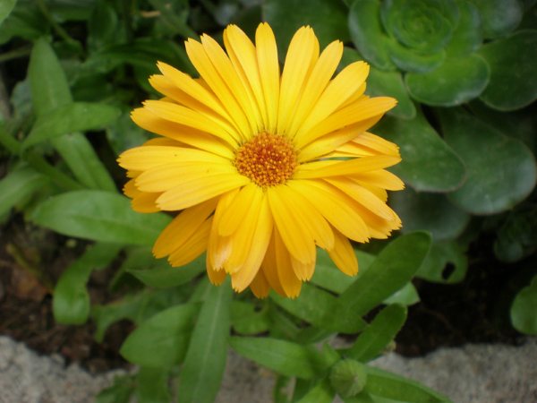 Calendula