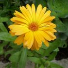 Calendula