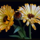 Calendula...