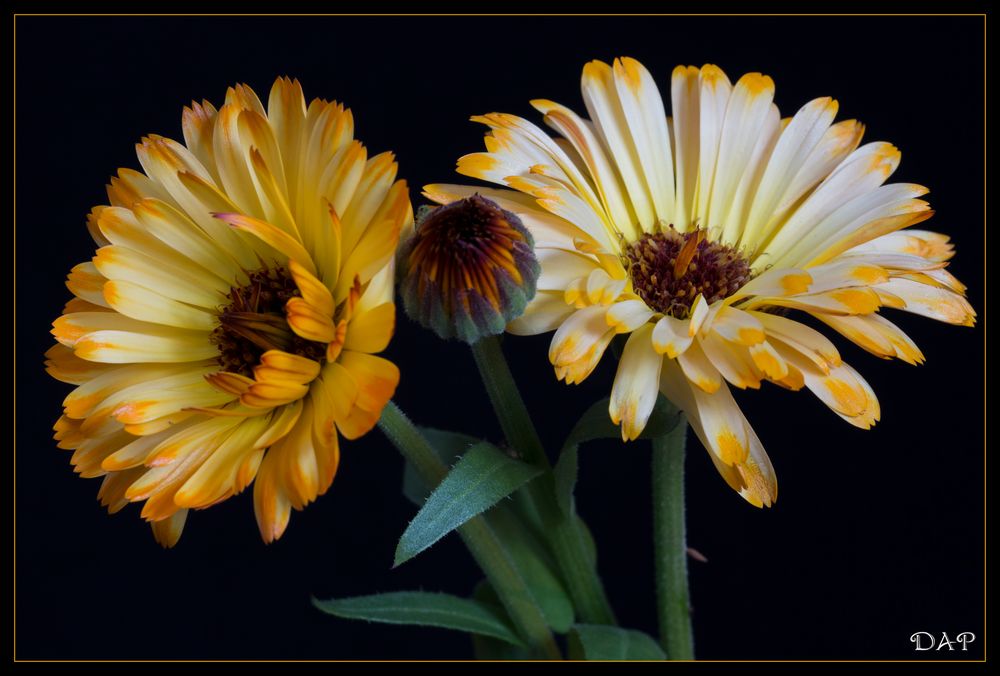 Calendula...