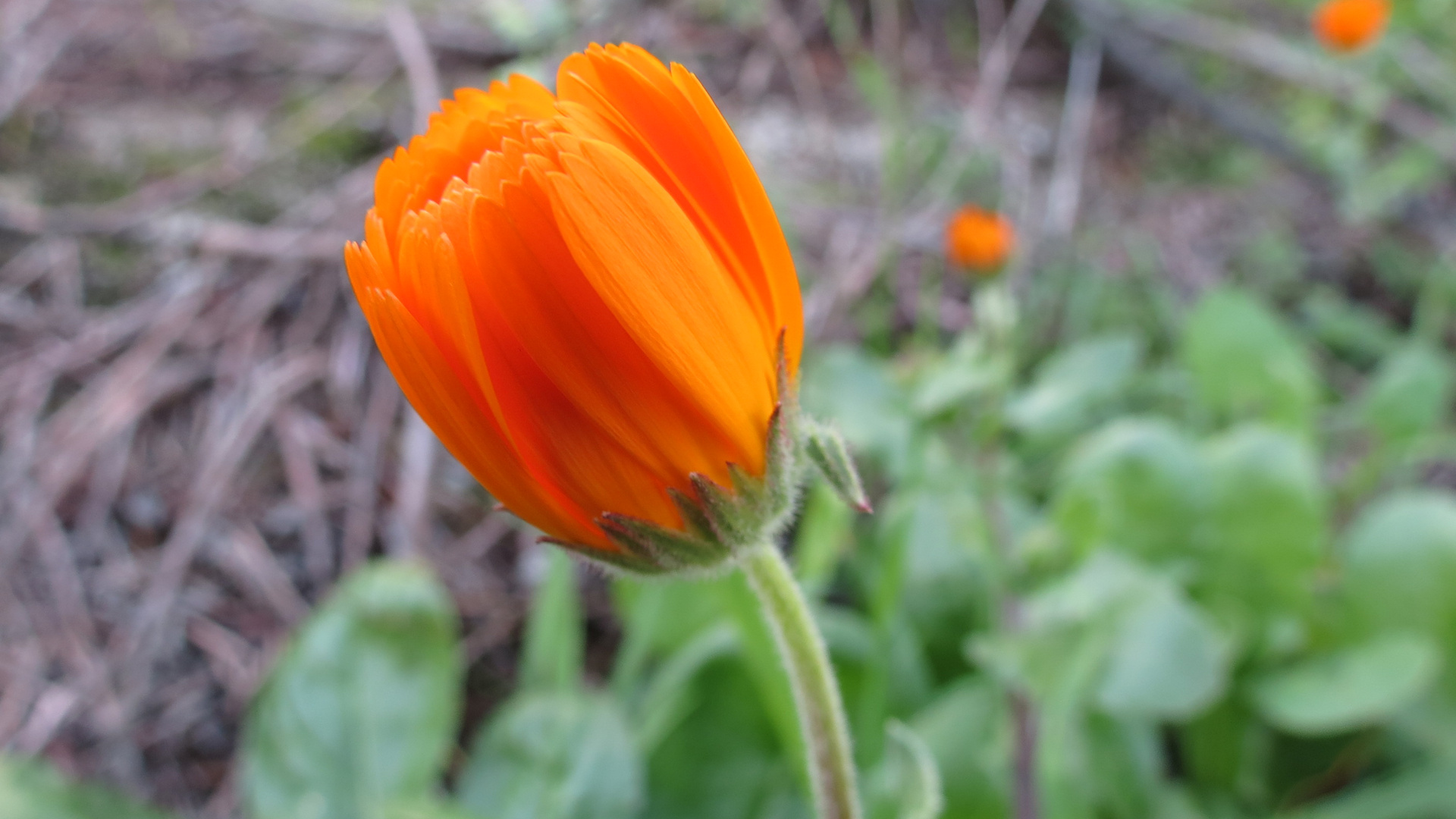 Calendula