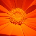 calendula