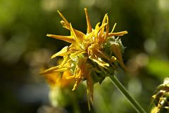 Calendula